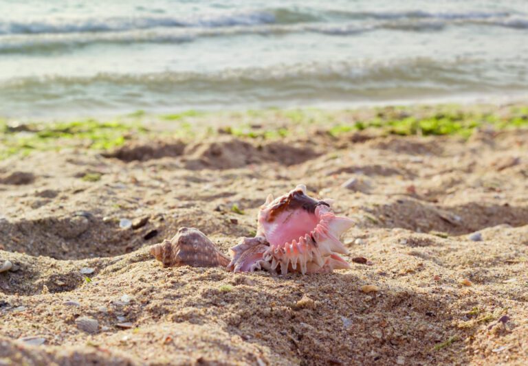 image of shells on the shore discovered by a family after BUYING AN OCEANFRONT LUXURY HOME IN BETHANY BEACH