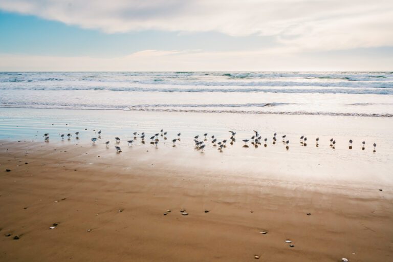 sandpipers on bethany beach image - Joyce Henderson has the answers to questions you have