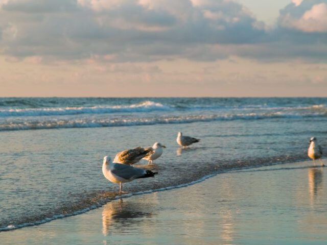 What Sets Joyce Henderson Apart in Bethany Beach Luxury Homes