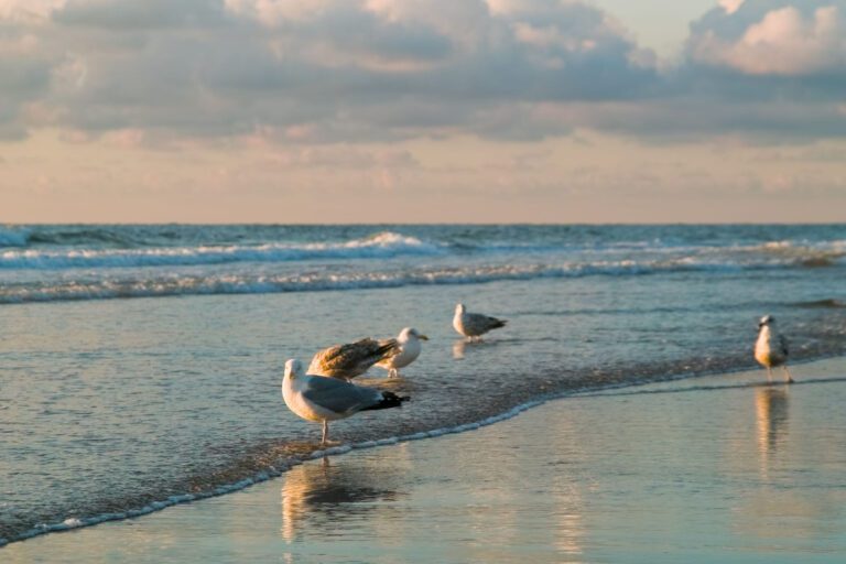 What sets Joyce Henderson apart in Bethany Beach luxury real estate? Image of seagulls sauntering on the shore of Bethany Beach near luxury oceanfront homes
