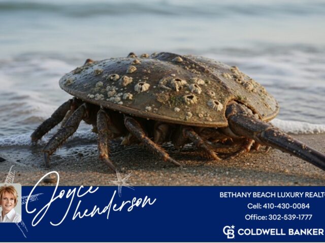 What a Horseshoe Crab Reveals About Bethany Beach Luxury Homes
