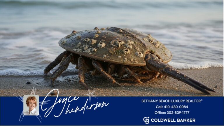 image of a horse shoe crab crawling into the ocean in front of a luxury home in Bethany Beach